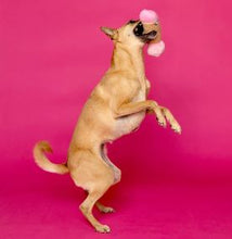 Load image into Gallery viewer, Scruffy Peter Woofington Dog Toy
