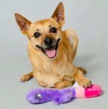 Load image into Gallery viewer, Scruffy Bunny Vanderpump Dog Toy
