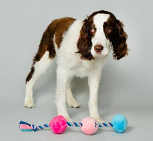 Load image into Gallery viewer, Scruffy Tug Buttons Dog Toy
